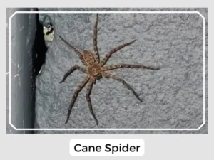 Picture of a Cane Spider