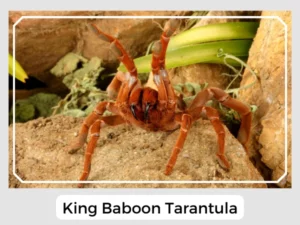 Picture of a King Baboon Tarantula
