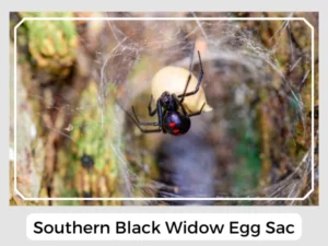 Southern Black Widow Egg Sac