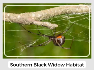 Southern Black Widow Habitat