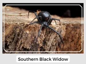 Southern Black Widow Image