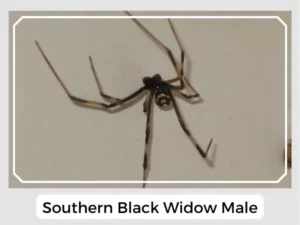 Southern Black Widow Male