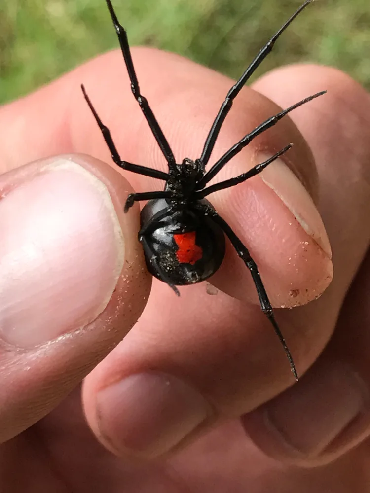 Southern Black Widow Size