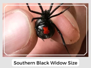 Southern Black Widow Size