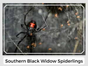 Southern Black Widow Spiderlings