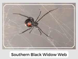 Southern Black Widow Web