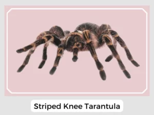 Striped Knee Tarantula