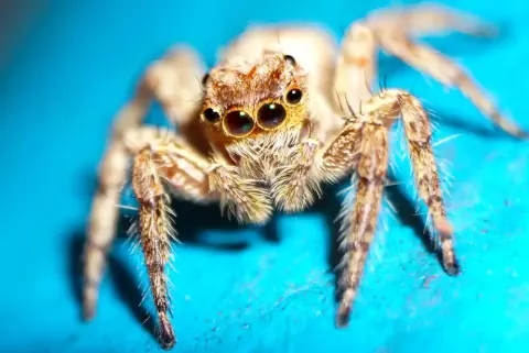 The Himalayan Jumping Spider