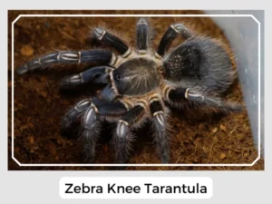 Zebra Knee Tarantula