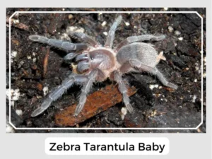 Zebra Tarantula Baby
