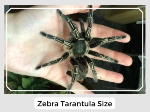 Zebra Tarantula Size