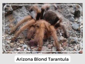 Arizona Blond Tarantula