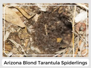 Arizona Blond Tarantula Spiderlings