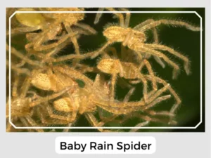Baby Rain Spider