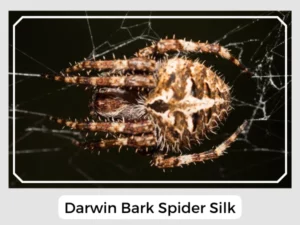 Darwin Bark Spider Silk