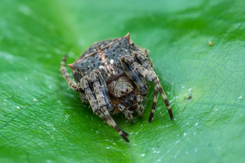 Darwin Bark Spider Size
