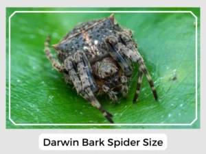 Darwin Bark Spider Size