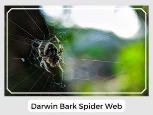 Darwin Bark Spider Web