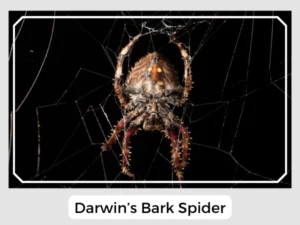 Darwin’s Bark Spider