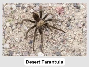 Desert Tarantula