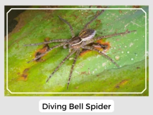 Diving Bell Spider Picture