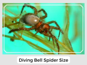 Diving Bell Spider Size