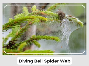 Diving Bell Spider Web