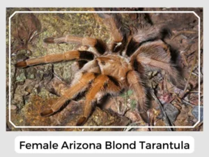 Female Arizona Blond Tarantula