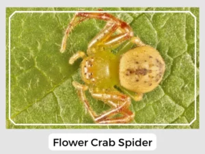 Flower Crab Spider Image
