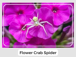Flower Crab Spider Picture