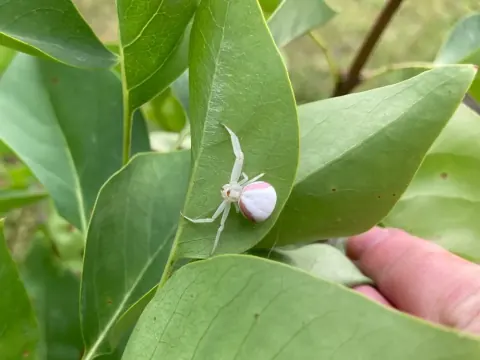 Flower Crab Spider Size