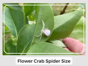 Flower Crab Spider Size