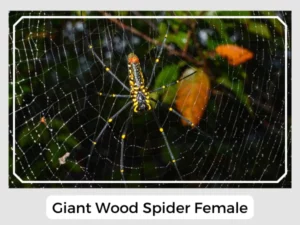 Giant Wood Spider Female