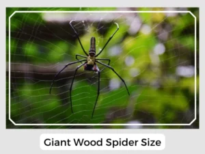 Giant Wood Spider Size