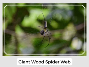Giant Wood Spider Web