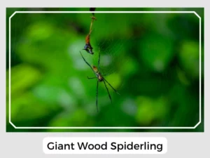 Giant Wood Spiderling