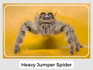 Heavy Jumper Spider