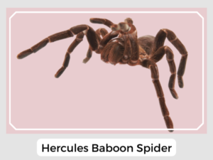 Hercules Baboon Spider Image