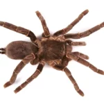 Hercules Baboon Spider Size