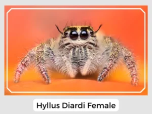 Hyllus Diardi Female