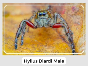 Hyllus Diardi Male
