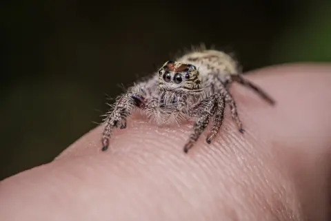 Hyllus Diardi Size