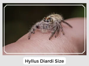 Hyllus Diardi Size