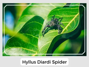 Hyllus Diardi Spider