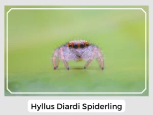 Hyllus Diardi Spiderling