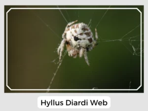Hyllus Diardi Web