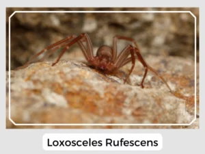 Loxosceles Rufescens