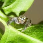 Male Tan Jumping Spider