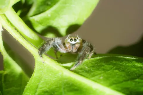 Male Tan Jumping Spider