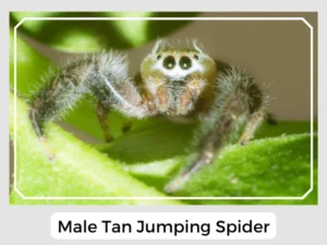 Male Tan Jumping Spider